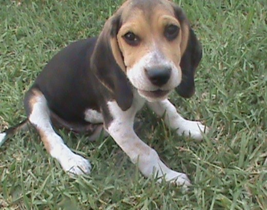 Kitto es mi engreído, nunca se llena; quiere pasar todo el día comiendo, es un cachorrito muy cariñoso y jugueton; y siempre está en la cocina a la hora de preparar el almjuerzo a ver si cae algo al piso para comerselo al instante. Kitto es mi engreído, nunca se llena; quiere pasar todo el día comiendo, es un cachorrito muy cariñoso y jugueton; y siempre está en la cocina a la hora de preparar el almjuerzo a ver si cae algo al piso para comerselo al instante.